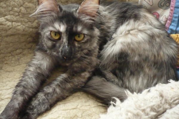 bagheera660725E0-EDD9-1981-DBEC-83A63298EF08.jpg
