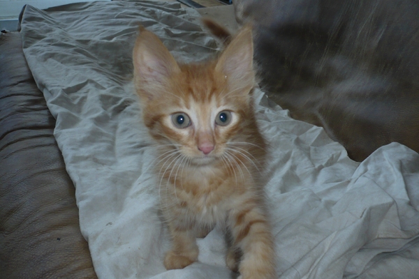 chatons-15-mai-20169A8EC8CD-DDDD-1AE4-9657-24CCCDF8558E.jpg