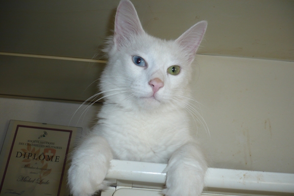 chatons-de-katanga-fantintine9E502D4B-F4E0-73D8-6EE6-DE83EA3FE5F3.jpg