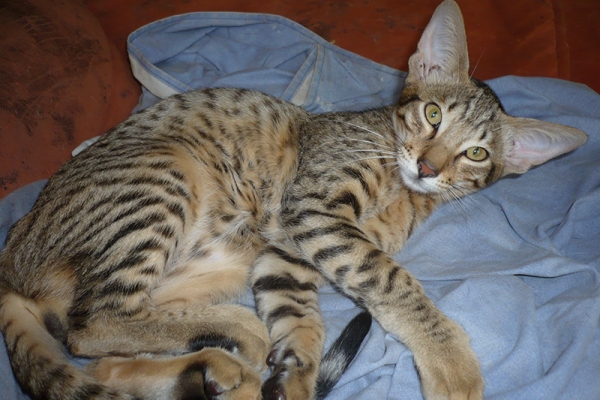 chatons-et-qemal-2A050BCA1-B77B-FCD5-576E-6CF03AFF6F02.jpg
