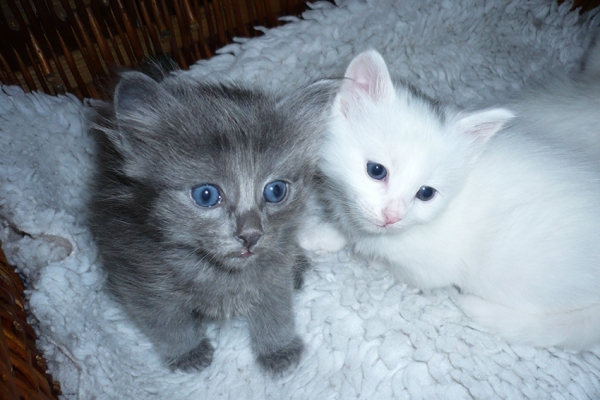 chatons-irae-et-tamaru11E507A0-128B-0984-9BFC-3CE8EAA072C8.jpg