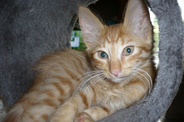chatons-juin-16-1DF51FB34-C1EA-2787-71A1-99A15D817B03.jpg