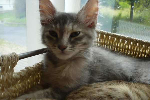chatons-juin-16-203BCE700-F080-D015-EBD6-25A31A598F2F.jpg