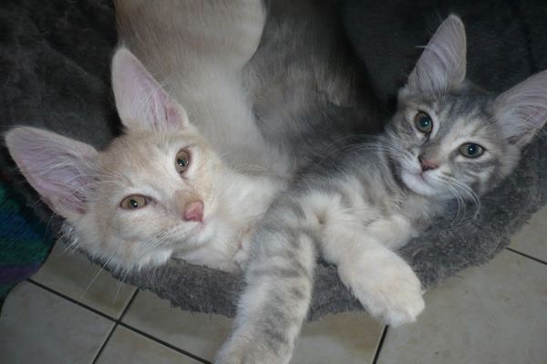 chatons-juin-16-30570AE14-36B6-6AAA-ABF7-01C8303D4CBF.jpg