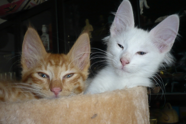 chatons-juin-16-4FF7B3B8A-0FFE-38D2-8C3E-5E1260D83D9F.jpg