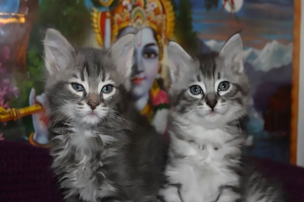 chatons-natacha56F7BA2A-525B-0F19-0FC9-CF0637D95000.jpg