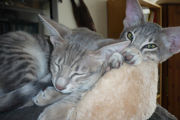 chatons-sept-2624BDAAA-FC6A-853A-CAC8-787B94B9E658.jpg