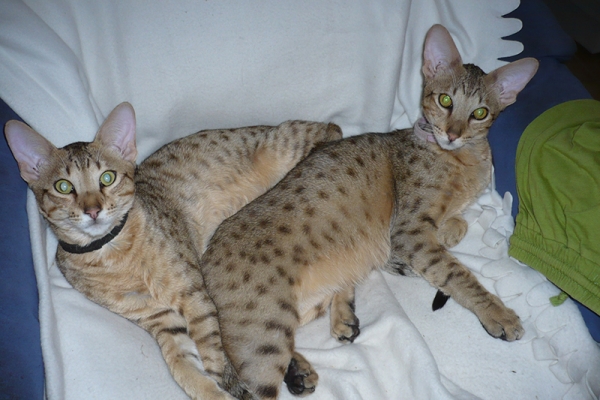 chatons-sept-3C41584C7-A053-EEA0-2ABE-045C68CB94F0.jpg