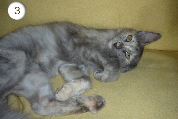3-reesa4FB69615-7E67-78C1-58DC-C3606A3034C6.jpg